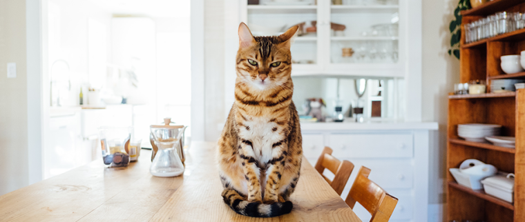 Chat cuisine